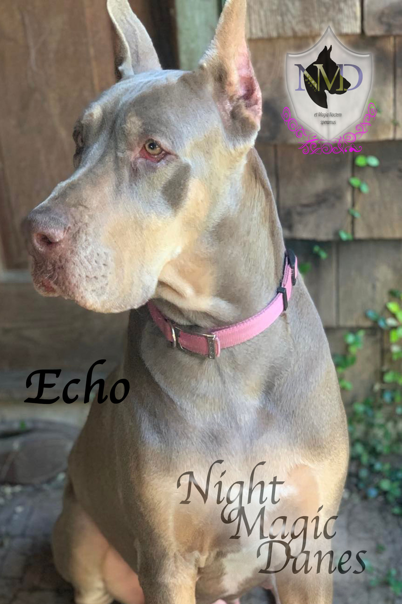 Echo