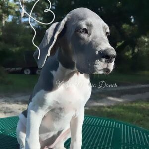 Great Dane puppy