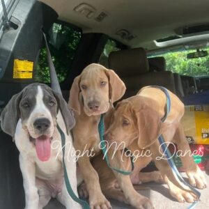 Great Dane puppies